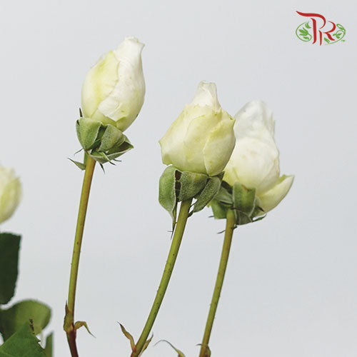 Rose Scented - Tambuzi White Spray (12 Stems) - Pudu Ria Florist
