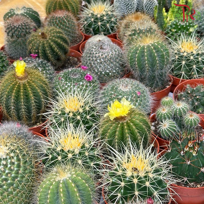 Cactus P85《仙人掌》(Randomly Selected)-Pudu Ria Florist-prflorist.com.my