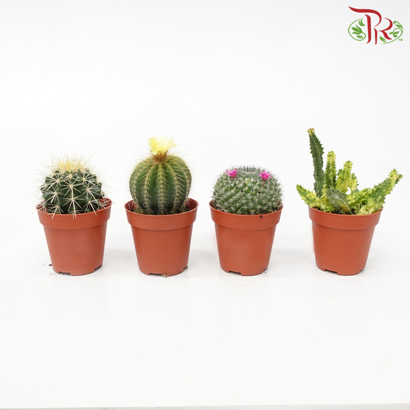 Cactus P85《仙人掌》(Random Choice)