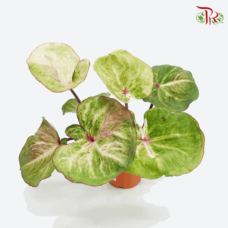 Caladium Fuzzy 《彩芋》-Pudu Ria Florist-prflorist.com.my