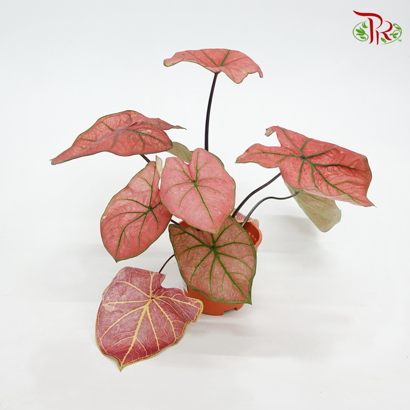 Caladium Opera《彩芋》
