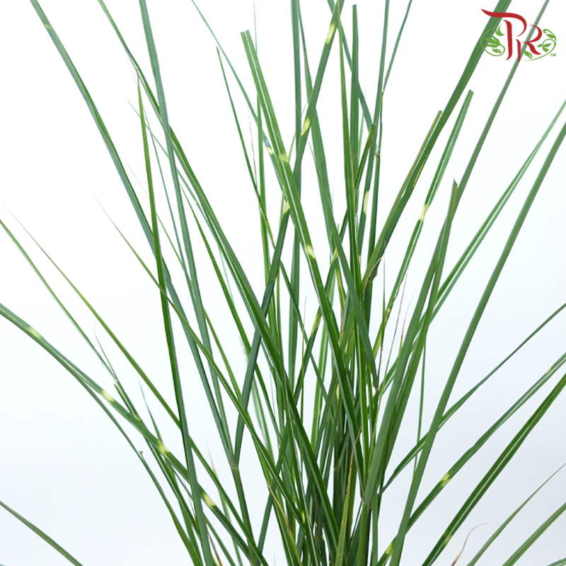 Calamus - (Per Bunch)-China-prflorist.com.my