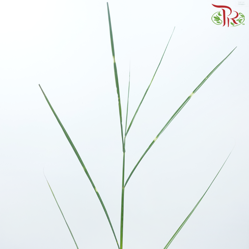 Calamus - (Per Bunch)-China-prflorist.com.my