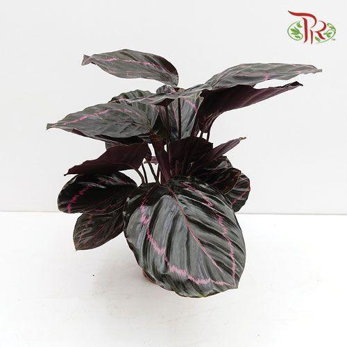 Calathea Dottie《'多蒂' 彩虹竹芋》-Pudu Ria Florist-prflorist.com.my