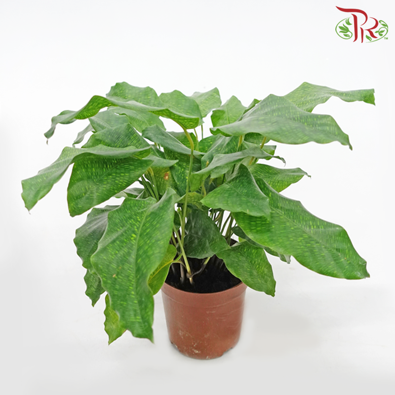 Calathea Musaica (Network)《网纹竹芋》