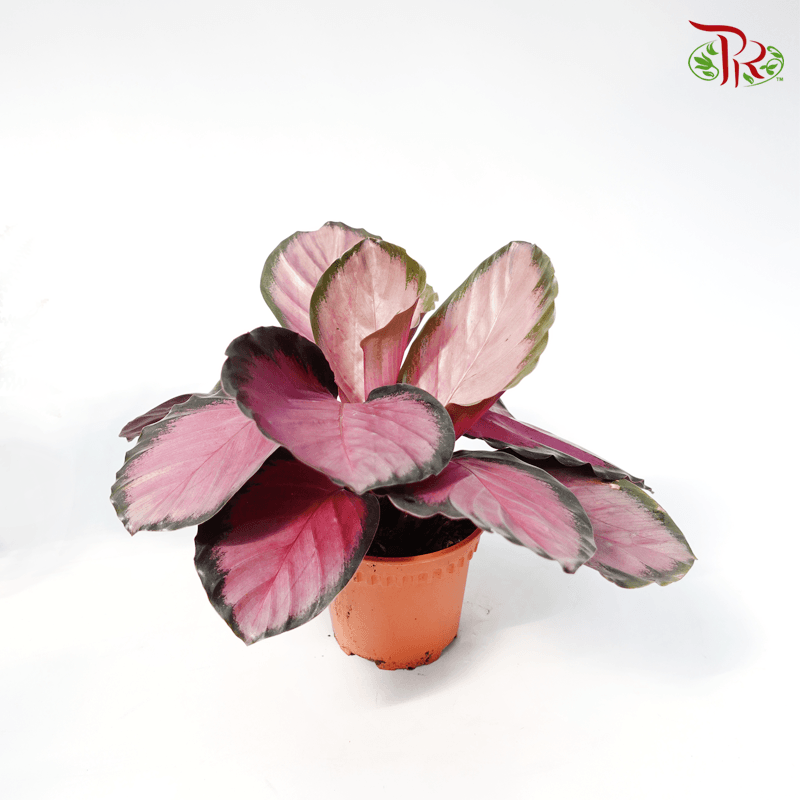 Calathea Roseopicta Rosey 《红玫瑰竹芋》-Malaysia-prflorist.com.my