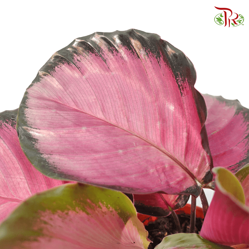 Calathea Roseopicta Rosey 《红玫瑰竹芋》-Malaysia-prflorist.com.my