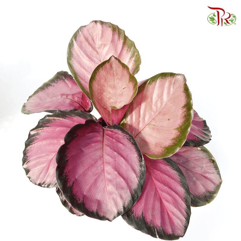 Calathea Roseopicta Rosey 《红玫瑰竹芋》-Malaysia-prflorist.com.my
