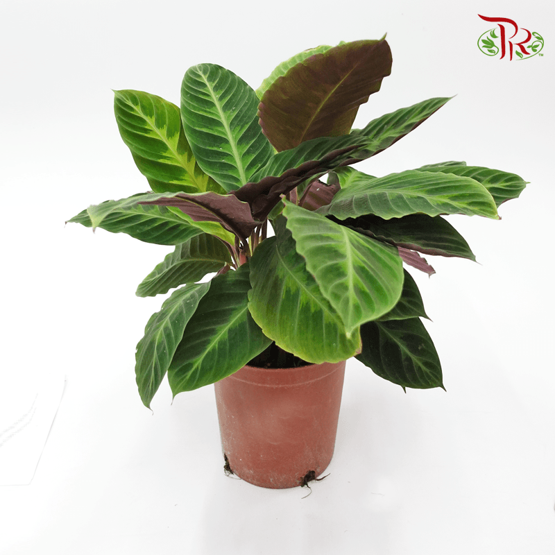 Calathea Warscewiczii 《紫背天鹅绒竹芋》-Pudu Ria Florist-prflorist.com.my