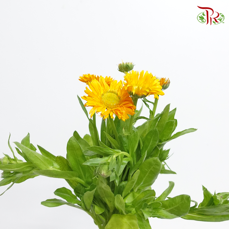 Calendula Orange- (5 Stems)-Orange-Netherland-prflorist.com.my