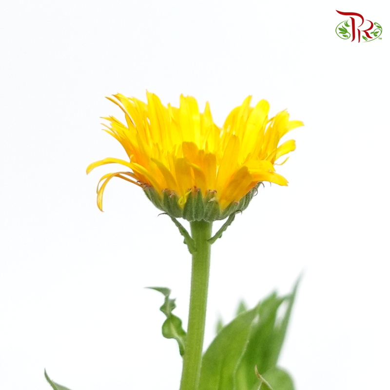 Calendula Orange- (5 Stems)-Orange-Netherland-prflorist.com.my