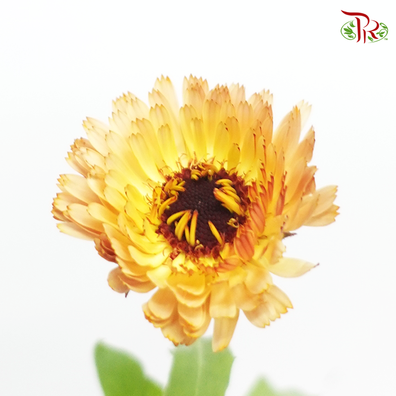 Calendula- Yellow Brownish (5 Stems)-Japan-prflorist.com.my