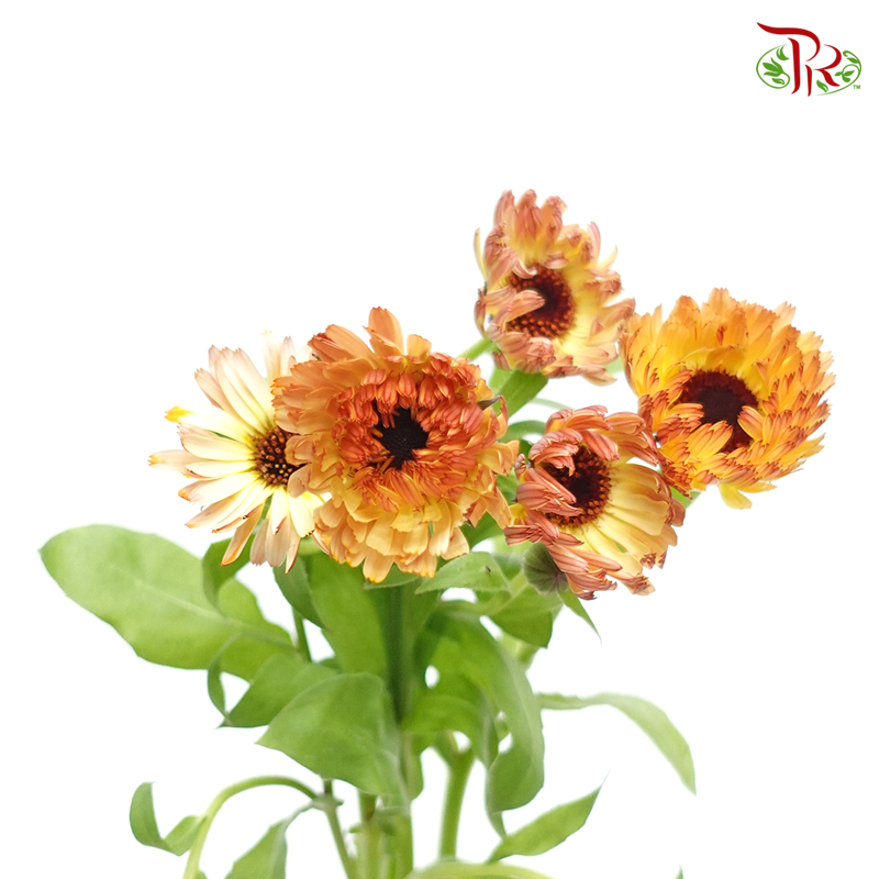 Calendula- Yellow Brownish (5 Stems)-Japan-prflorist.com.my