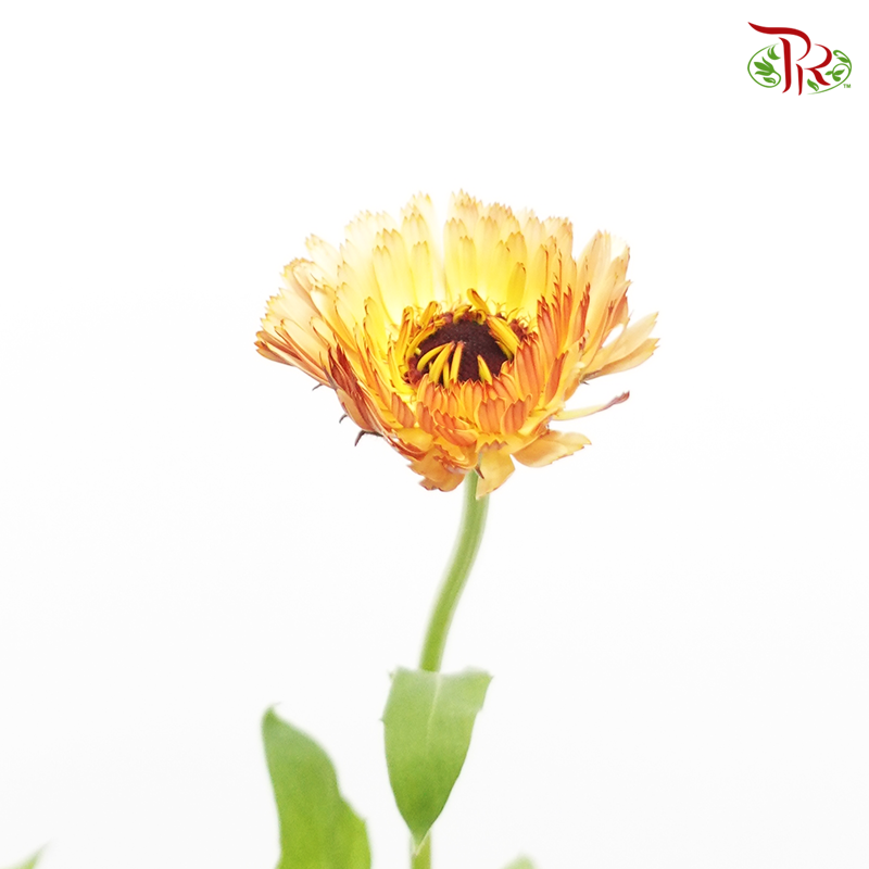 Calendula- Yellow Brownish (5 Stems)-Japan-prflorist.com.my
