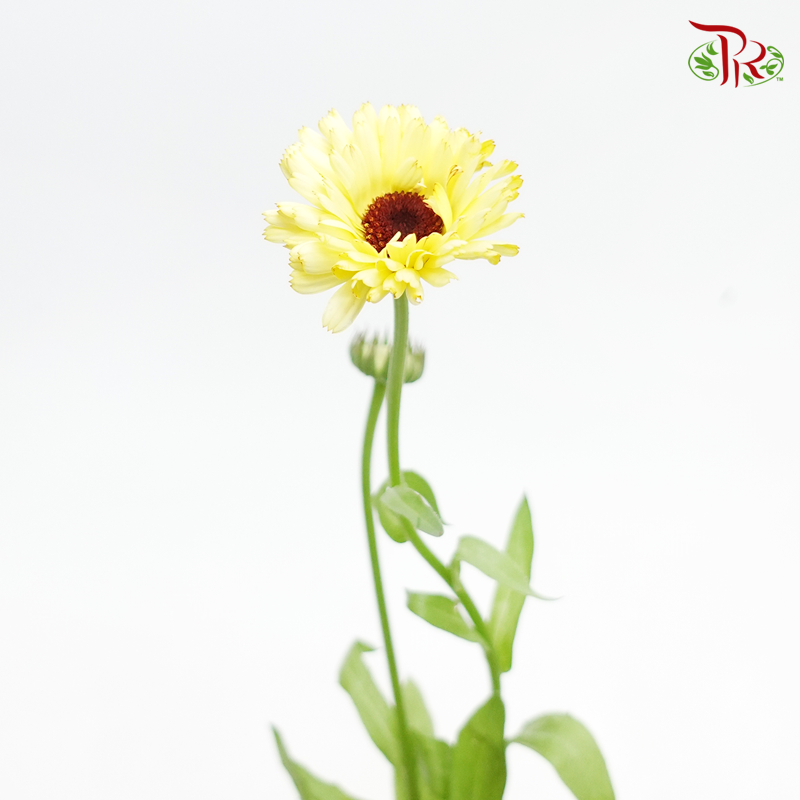 Calendula- Yellow Cream (5 Stems)-Japan-prflorist.com.my