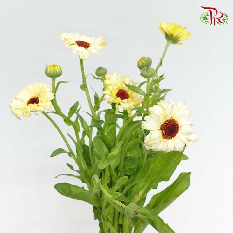 Calendula- Yellow Cream (5 Stems)-Japan-prflorist.com.my