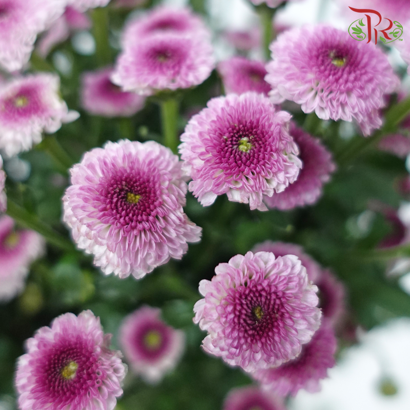 Calimero Mini Pom Pom - 3D Purple (10 Stems)-Purple-Vietnam-prflorist.com.my