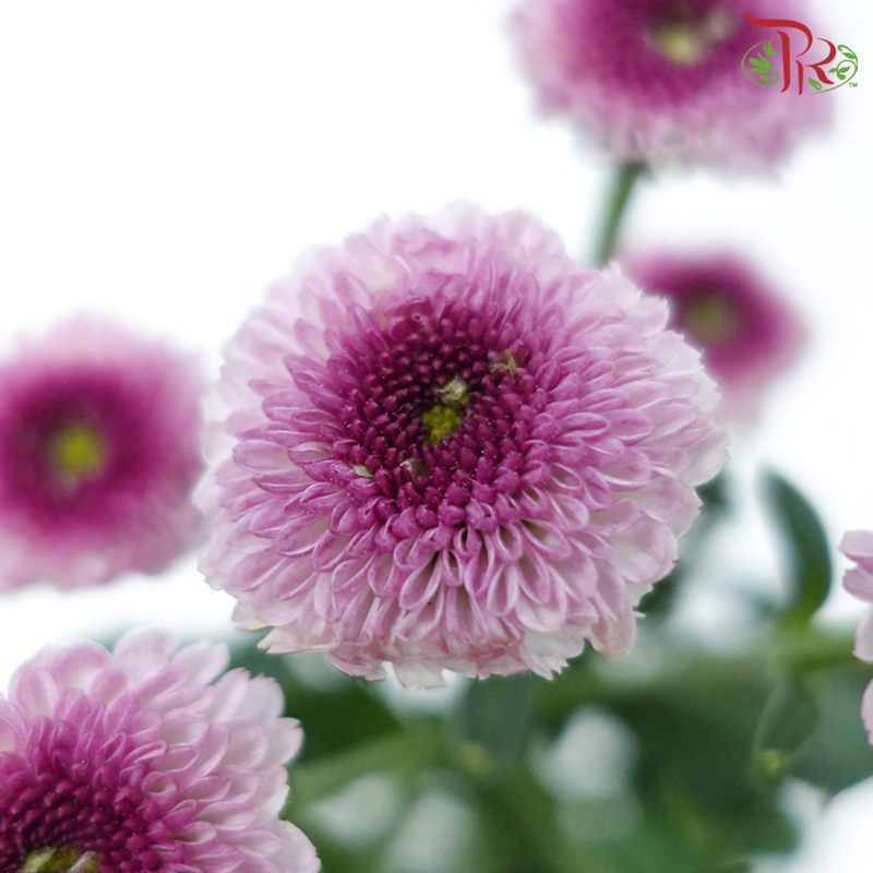 Calimero Mini Pom Pom - 3D Purple (10 Stems)-Purple-Vietnam-prflorist.com.my