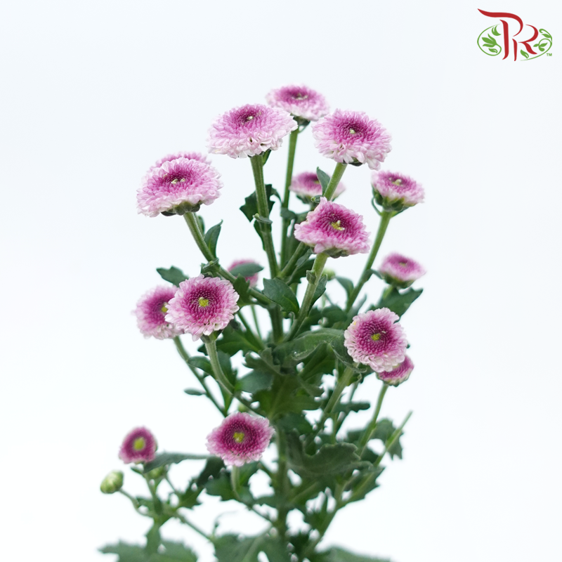 Calimero Mini Pom Pom - 3D Purple (10 Stems)-Purple-Vietnam-prflorist.com.my