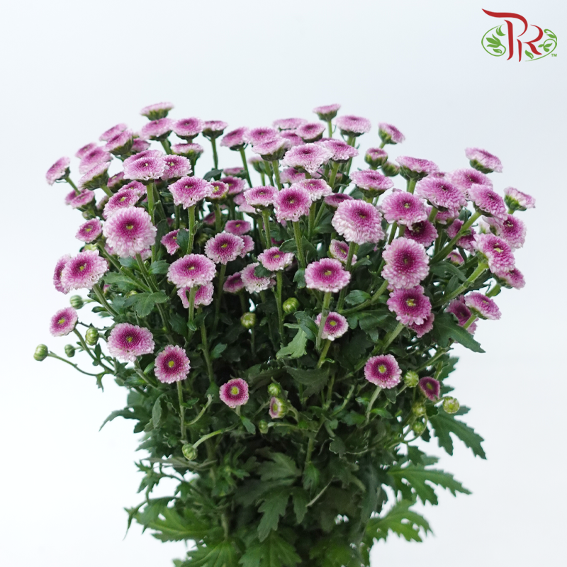 Calimero Mini Pom Pom - 3D Purple (10 Stems)-Purple-Vietnam-prflorist.com.my