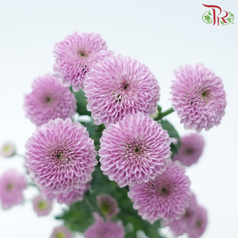 Calimero Mini Pom Pom - Classic Light Purple (10 Stems)-Light Purple-Vietnam-prflorist.com.my