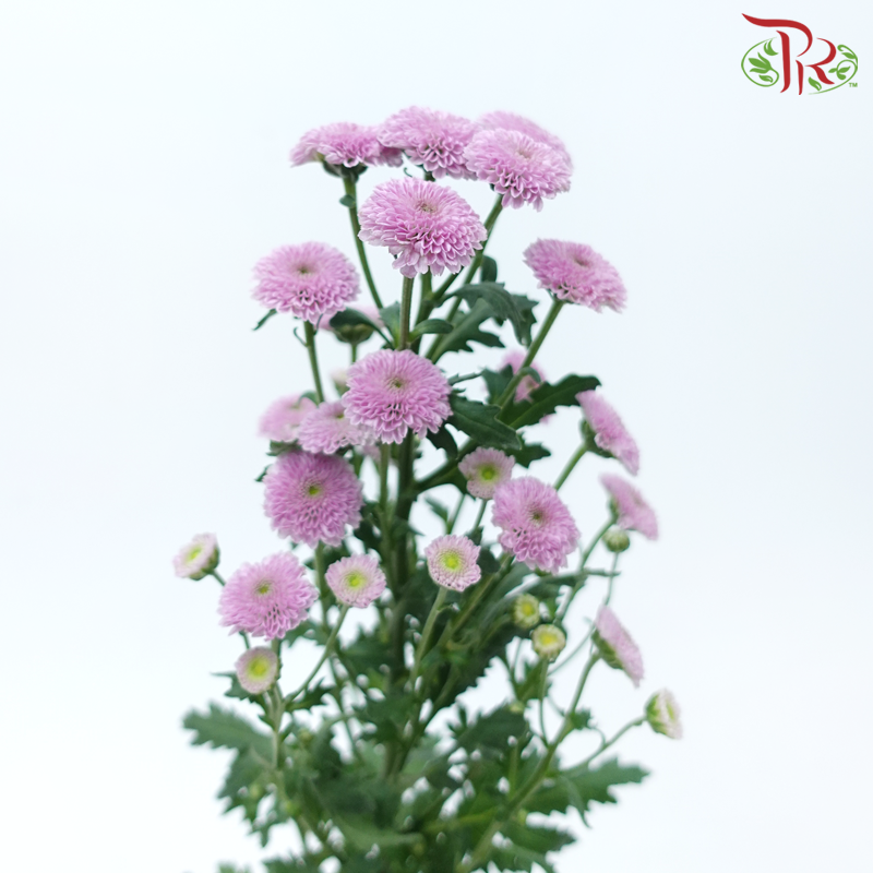 Calimero Mini Pom Pom - Classic Light Purple (10 Stems)-Light Purple-Vietnam-prflorist.com.my