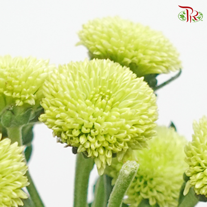 Calimero Mini Pom Pom - Green (10 Stems)-Green-Vietnam-prflorist.com.my