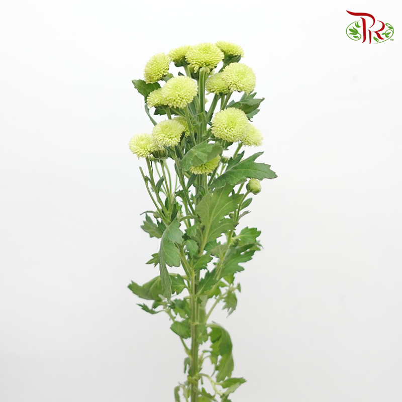 Calimero Mini Pom Pom - Green (10 Stems)-Green-Vietnam-prflorist.com.my