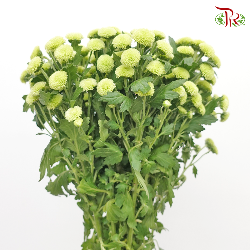 Calimero Mini Pom Pom - Green (10 Stems)-Green-Vietnam-prflorist.com.my