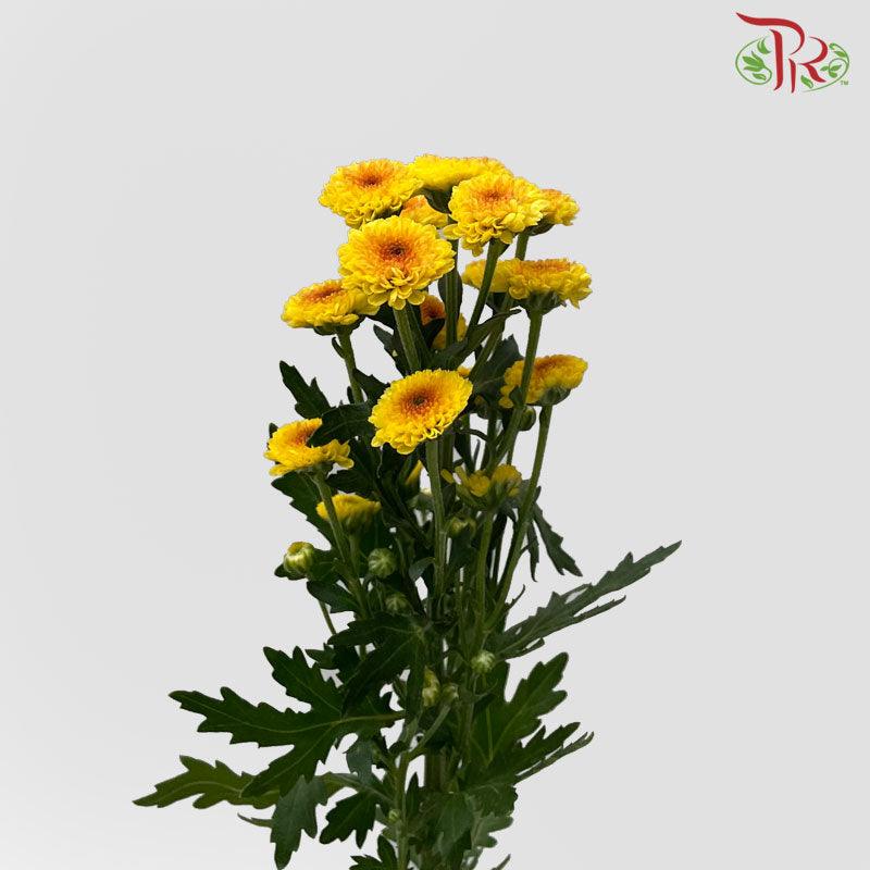 Calimero Mini Pom Pom - Shiny (10 Stems)-Orange-Vietnam-prflorist.com.my