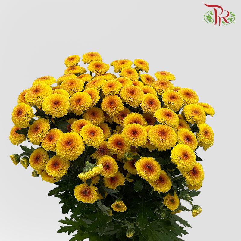 Calimero Mini Pom Pom - Shiny (10 Stems)-Orange-Vietnam-prflorist.com.my