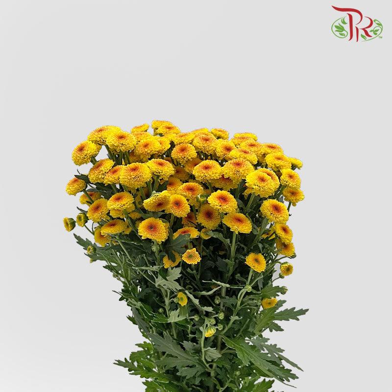 Calimero Mini Pom Pom 《卡利梅罗小绒球菊》