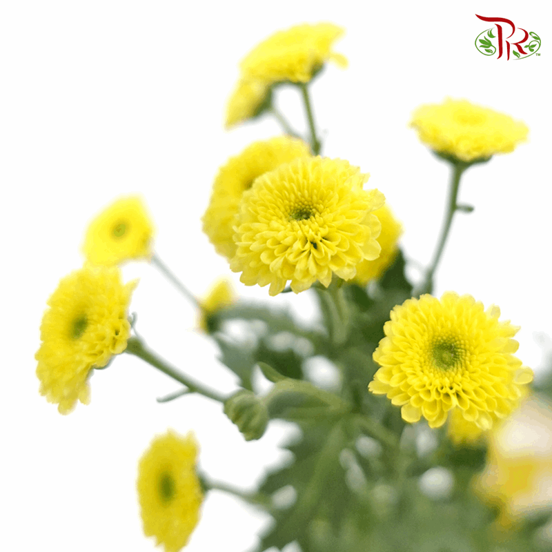 Calimero Mini Pom Pom - Sunny (10 Stems)-Yellow-Vietnam-prflorist.com.my