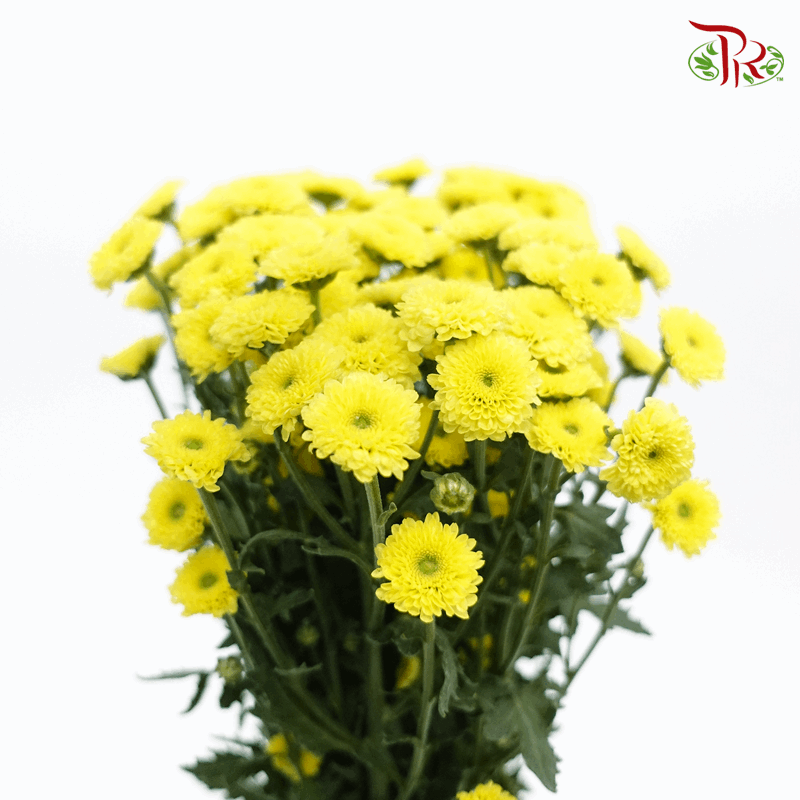 Calimero Mini Pom Pom - Sunny (10 Stems)-Yellow-Vietnam-prflorist.com.my