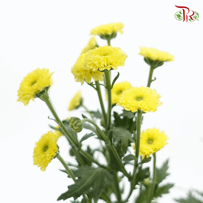 Calimero Mini Pom Pom - Sunny (10 Stems)-Yellow-Vietnam-prflorist.com.my