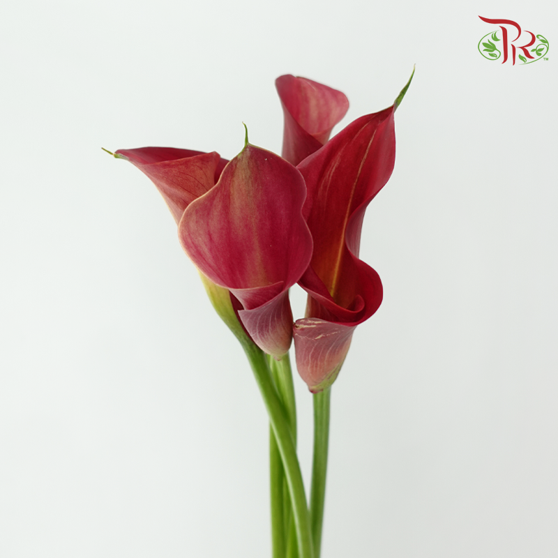 Calla Lily - Aruna (5 Stems)-Dark Pink-Netherland-prflorist.com.my