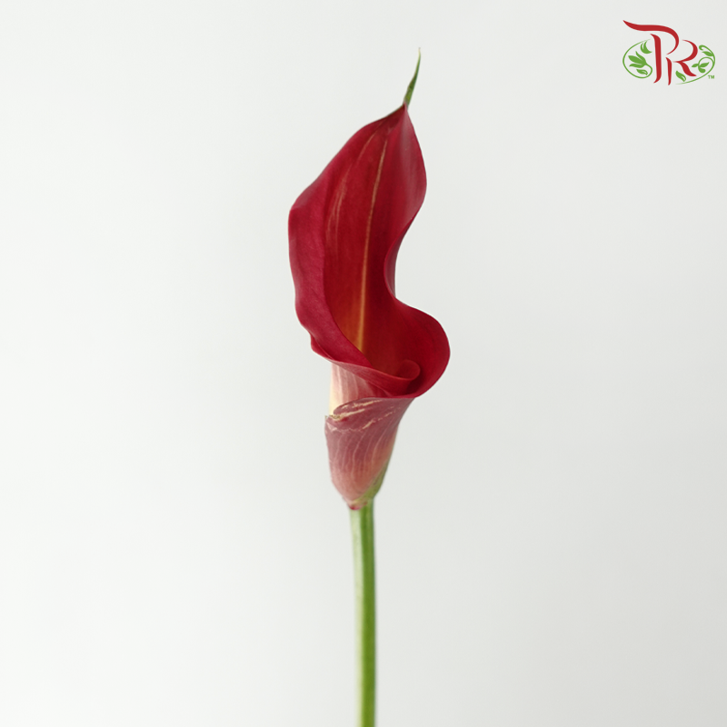 Calla Lily - Aruna (5 Stems)-Dark Pink-Netherland-prflorist.com.my