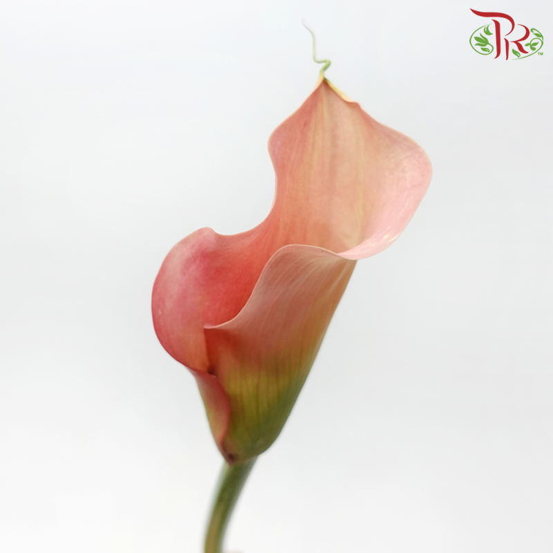 Calla Lily - Auckland (5 Stems)-Champagne / Peach-Netherland-prflorist.com.my