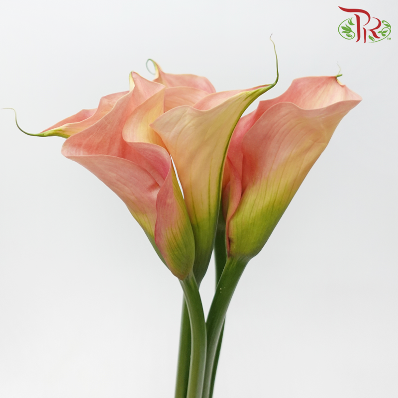 Calla Lily - Auckland (5 Stems)-Champagne / Peach-Netherland-prflorist.com.my