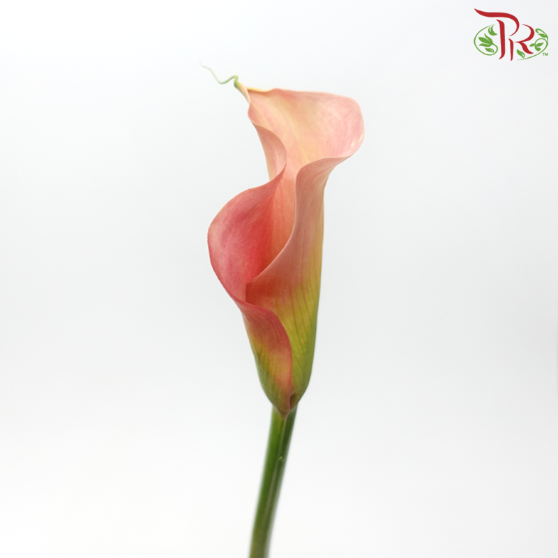 Calla Lily - Auckland (5 Stems)-Champagne / Peach-Netherland-prflorist.com.my