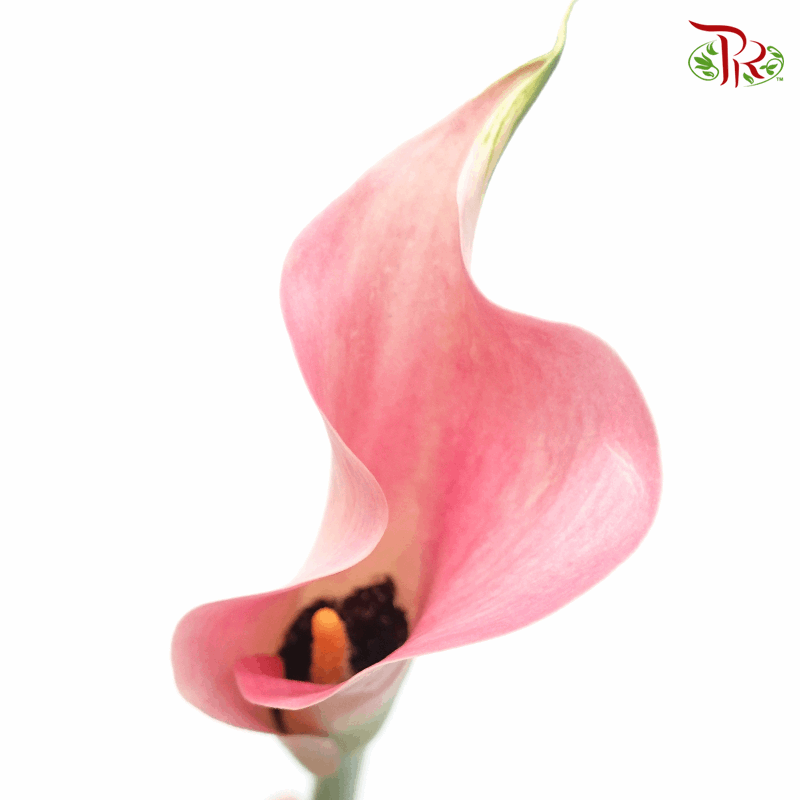 Calla Lily - Ballet Pink (5 Stems)-Pink-Netherland-prflorist.com.my