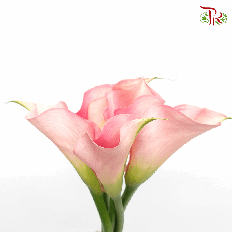 Calla Lily - Ballet Pink (5 Stems)-Pink-Netherland-prflorist.com.my