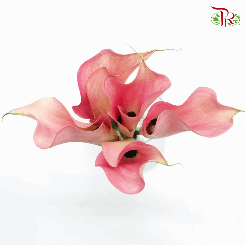 Calla Lily - Ballet Pink (5 Stems)-Pink-Netherland-prflorist.com.my