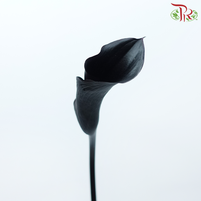 Calla Lily - Black (5 Stems)-Black-Japan-prflorist.com.my