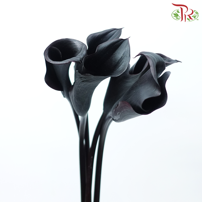 Calla Lily - Black (5 Stems)-Black-Japan-prflorist.com.my