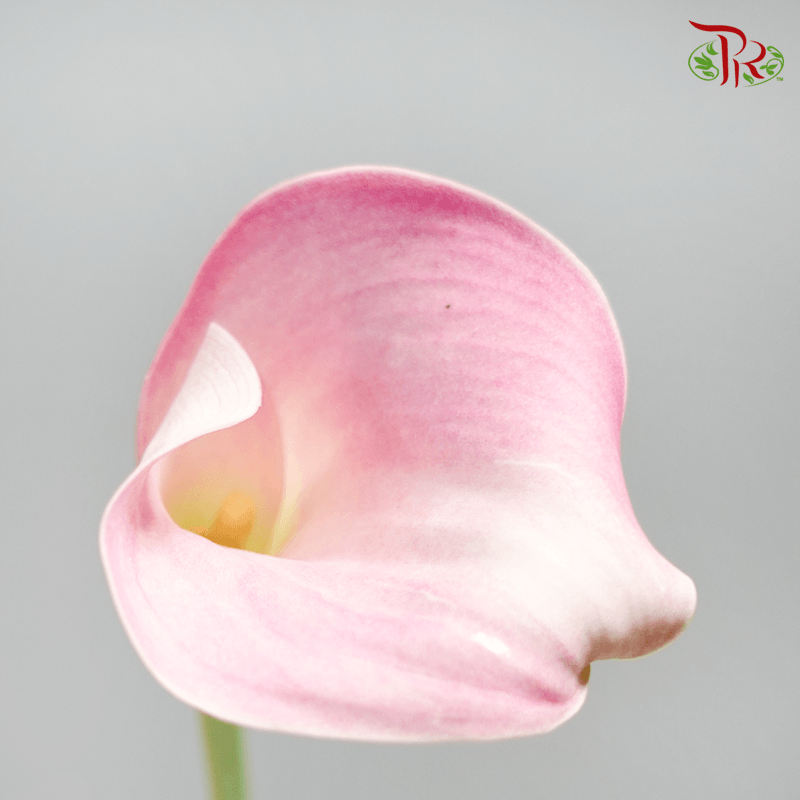 Calla Lily - Blush Pink (5 Stems)-Pink-Netherland-prflorist.com.my