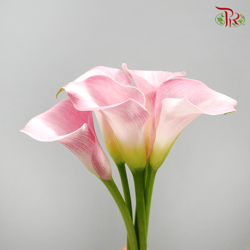 Calla Lily - Blush Pink (5 Stems)-Pink-Netherland-prflorist.com.my