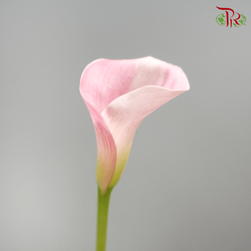 Calla Lily - Blush Pink (5 Stems)-Pink-Netherland-prflorist.com.my