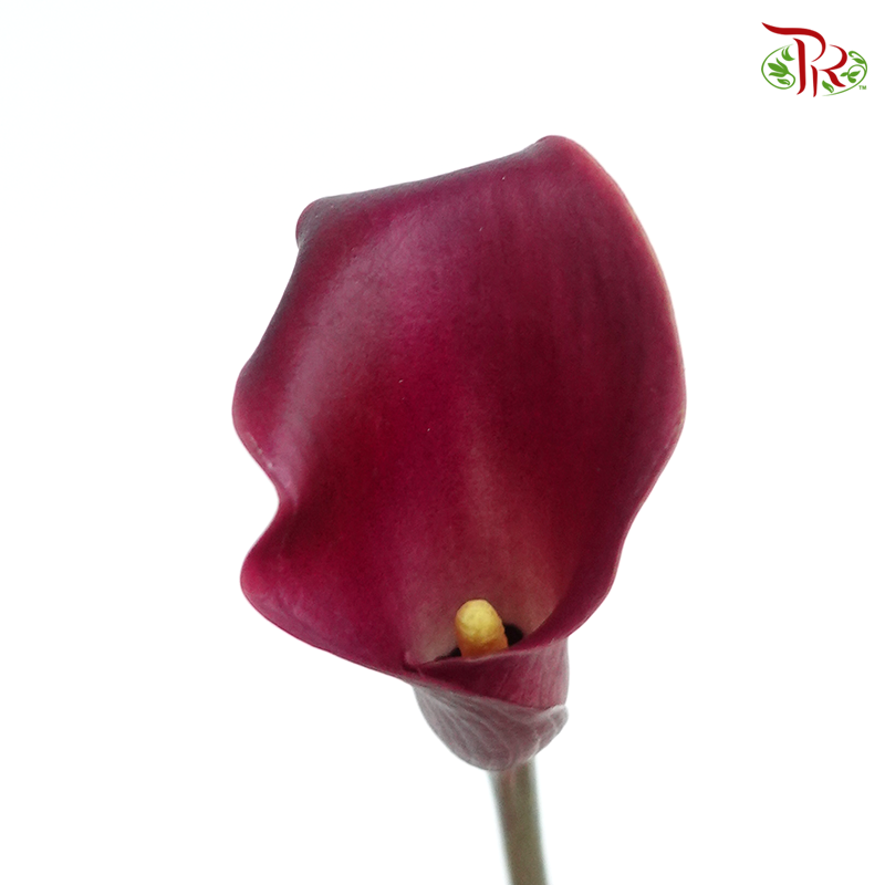 Calla Lily - Burgundy (5 Stems)-Burgundy-Netherland-prflorist.com.my