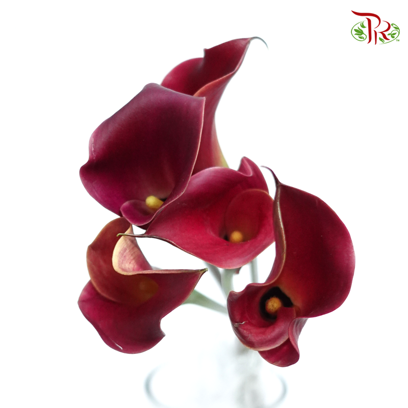 Calla Lily - Burgundy (5 Stems)-Burgundy-Netherland-prflorist.com.my